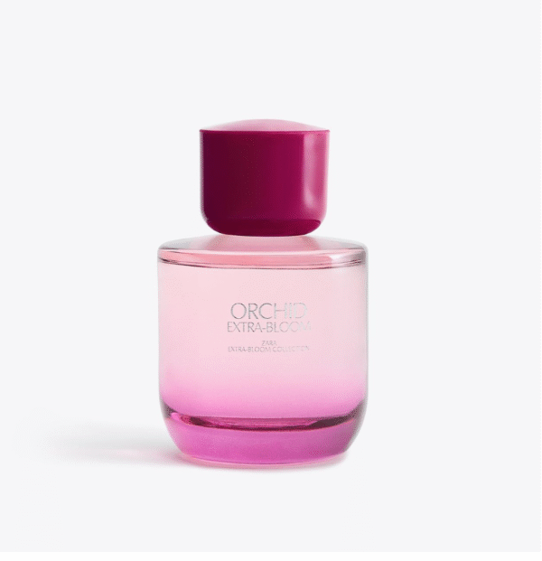 ZARA ORCHID EXTRA-BLOOM