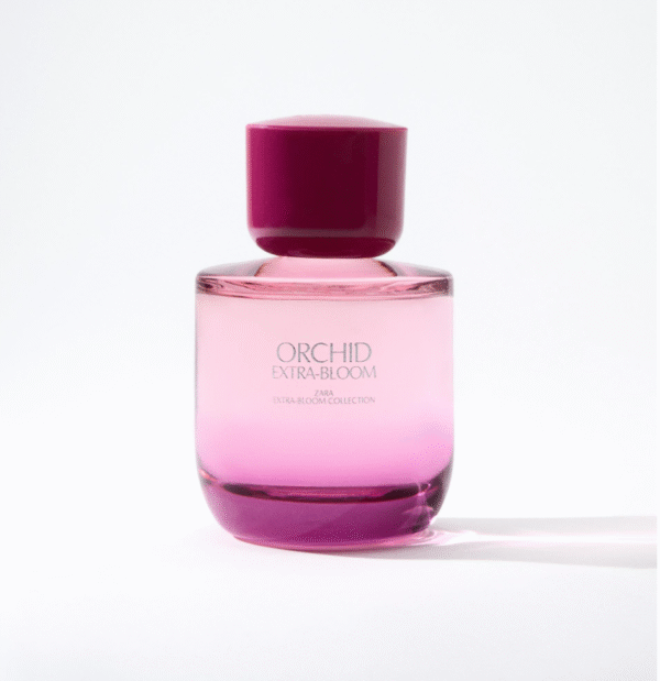 ZARA ORCHID EXTRA-BLOOM